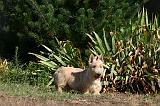 SCOTTISH TERRIER 221